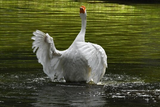 O ganso Ant&ocirc;nio dando um show de beleza se banhando no lago do jardim do Museu da Rep&uacute;blica - Pal&aacute;cio do Catete - RJ