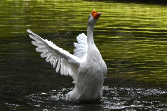 O ganso Ant&ocirc;nio dando um show de beleza se banhando no lago do jardim do Museu da Rep&uacute;blica - Pal&aacute;cio do Catete - RJ