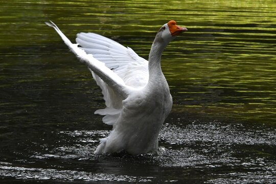 O ganso Ant&ocirc;nio dando um show de beleza se banhando no lago do jardim do Museu da Rep&uacute;blica - Pal&aacute;cio do Catete - RJ