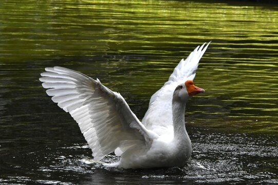 O ganso Ant&ocirc;nio dando um show de beleza se banhando no lago do jardim do Museu da Rep&uacute;blica - Pal&aacute;cio do Catete - RJ