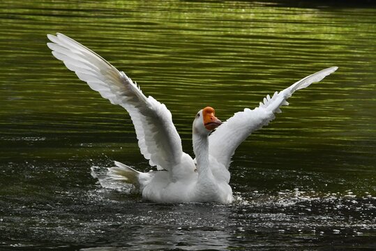 O ganso Ant&ocirc;nio dando um show de beleza se banhando no lago do jardim do Museu da Rep&uacute;blica - Pal&aacute;cio do Catete - RJ