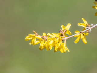 Obraz premium Forsythia. Blooming forsythia bush. Yellow flower on a branch of forsythia.