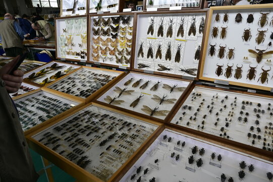Entomological Exhibition: A World of Pinned Insects