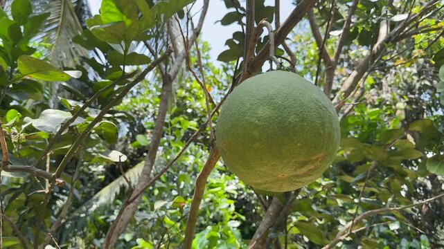 Closeup of Pomelos Hanging from a Tree