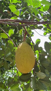 Closeup of Jackfruit Hanging from a Tree