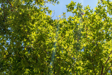 Fototapeta premium Green Leaves and young futis of Pltatanus oreintalis tree in sunset light.