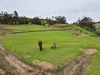 Fototapeta premium two llamas grazing at ancient ruin