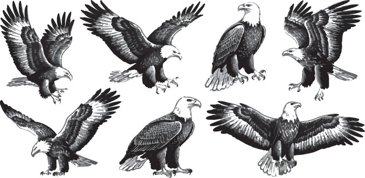 bald eagle spread wings monochrome illustration collection set