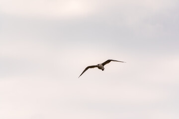 Naklejka premium Sea gull in the clear blue sky.