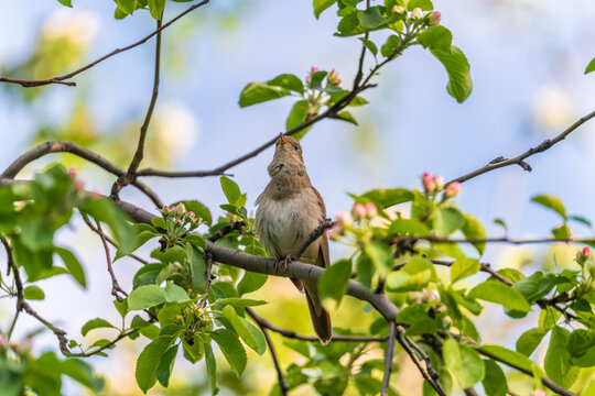 Thrush Nightingale, Luscinia luscinia. A bird sits on a tree branch and sings