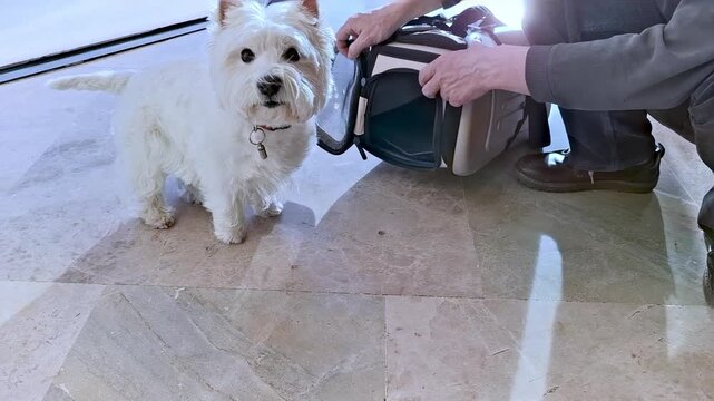 Owner trying to convince a stubborn West Highland White Terrier dog to get inside a pet travel carrier bag. Cute white puppy refusing to go into the transport crate on the floor, traveling with pets c