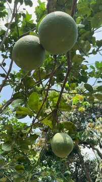 Closeup of Pomelos Hanging from a Tree