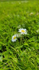 Small White Daisy Flowers Blooming in Bright Green Grass © Nokwernder.design