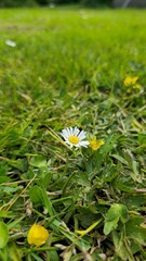 Small White Daisy Flowers Blooming in Bright Green Grass © Nokwernder.design
