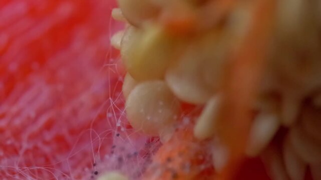 Extreme Macro of White Pin Mold Mycelium Spreading Across Red Bell Pepper Seeds &mdash; Rhizopus Stolonifer Fungal Hyphae Network, Toxic Food Spoilage, and Decomposition Biology Loop