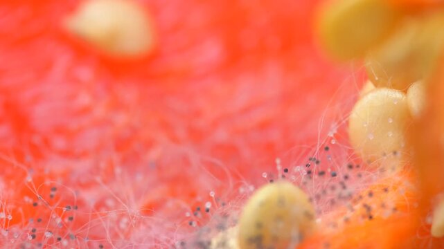 Extreme Macro of Black Pin Mold Sporangia Growing on Red Pepper Surface &mdash; Rhizopus Stolonifer Mycelium, Microscopic Fungus Hyphae Spores, and Decay Biology Nature Loop
