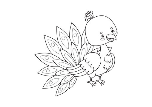 Colorful peacock, bird illustration, line art, coloring book