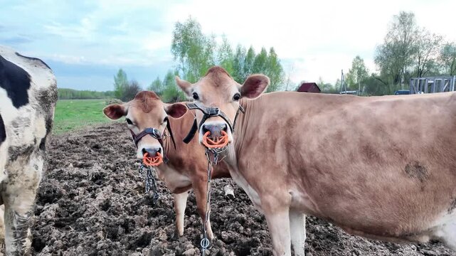 Curious Jersey cows turning heads toward camera on dairy farm