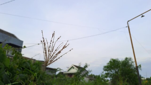 Close up of wild grass or Chloris barbata swaying gently in the wind against a blurred residential background. Calm morning atmosphere in a suburban field under a bright overcast sky. Peaceful nature 