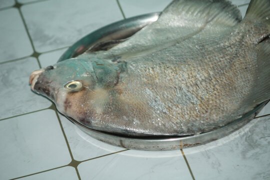 Fresh Silver Pomfret Fish on Metal Tray Close Up | Raw Seafood Market Concept