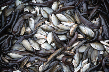 Fototapeta premium Freshly caught fish and eels in a pile, closeup view of a variety of freshwater fish and long eels harvested from a pond or river, traditional fishing