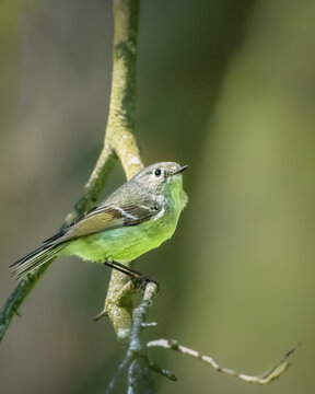 Ruby-crowned Kinglet perched on a slender branch, showing olive-green plumage, subtle wing bars, and a pale eye ring in soft natural light with a smooth green background.
