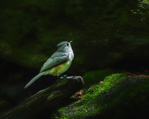 Tufted Titmouse perched on a moss-covered log in soft forest light, surrounded by deep green shadows, creating a calm and atmospheric woodland scene. © Alexander Image