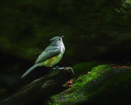 Tufted Titmouse perched on a moss-covered log in soft forest light, surrounded by deep green shadows, creating a calm and atmospheric woodland scene.