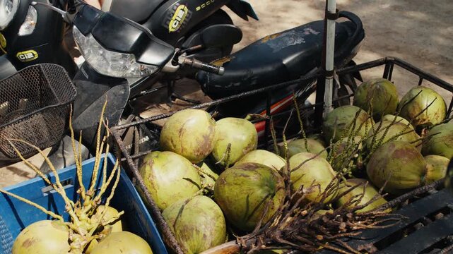 Fresh green coconuts transported by motorbike cart