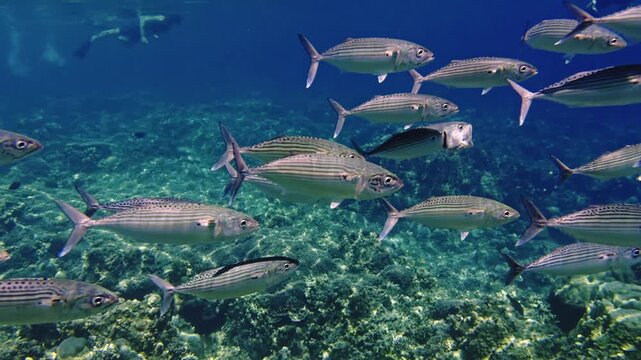 School of indian mackerel fish swimming in the ocean