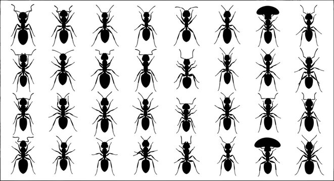 Black Ant Silhouettes Collection - Insect Vector Graphics