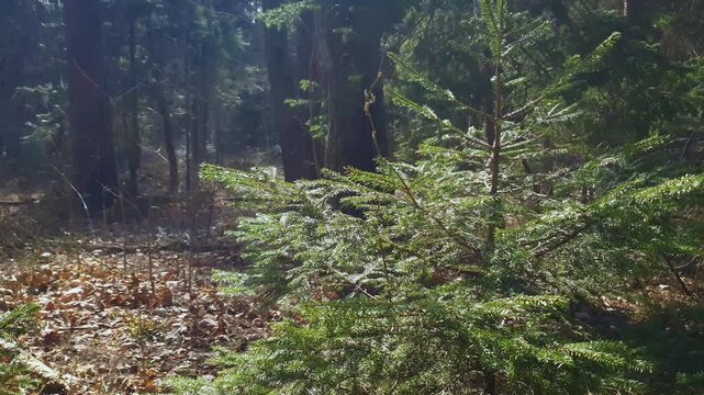 Close-up of sunlit small green abies sapling and dark dense coniferous forest with old tall fir trees on background at sunny spring day. Beautiful springtime nature, shallow focus.