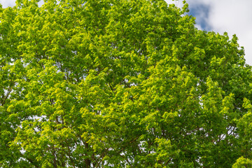 Fototapeta premium Park canopy offering cool shade, dense summer foliage creating dappled light, invitation for outdoor relaxation, picnic or quiet stroll, urban green space promoting wellbeing