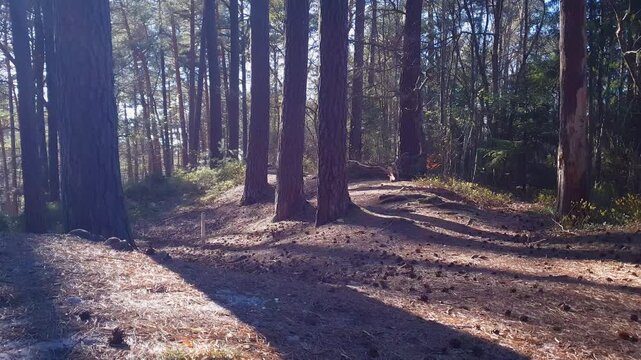 Sunlit coniferous forest with old tall pine trees casting long shadows on forest floor covered by dry needles and cones at sunny spring day. Beautiful springtime natural background.