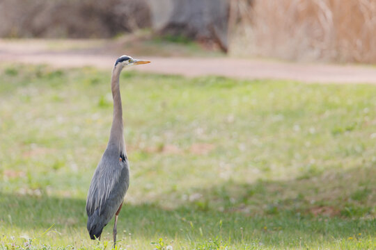 Great Blue Heron Standing in Grassy Field with Soft Natural Background