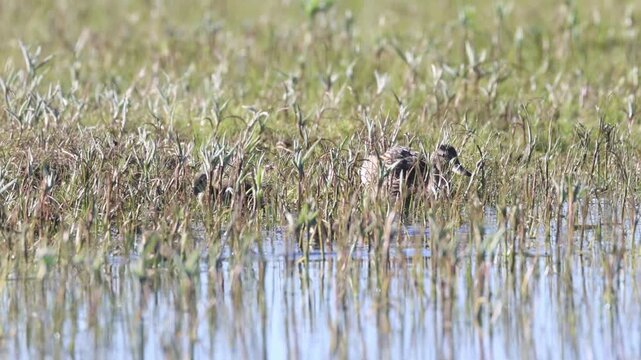 Mallard hen (Anas platyrhynchos) wades through marsh vegetation to join her ducklings at McCoy Flat Reservoir, Lassen County, California.