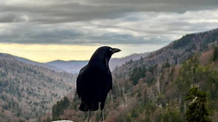 raven on a rock © Melissa