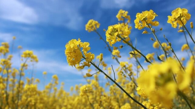 Yellow flowers in a field