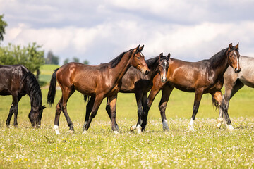 Obraz premium Beautiful herd of young warmblood horses gathered on green meadow during summer in rural countryside
