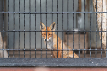 Fototapeta premium Urban fox enclosed. Citydwelling fox safely confined behind sturdy metal barriers. Resilient wild fox is securely held within rigid metallic cage in urban surroundings