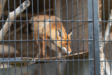 Red fox behind metal cage pacing on weathered wooden ledge in dim zoo enclosure, alert expression, rusted bars, muted light, captive animal conservation concern © beholdereye