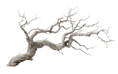Fototapeta premium Haunting tree branch prop shaped into disturbing form in moody cinematic atmosphere Isolated on transparent background PNG