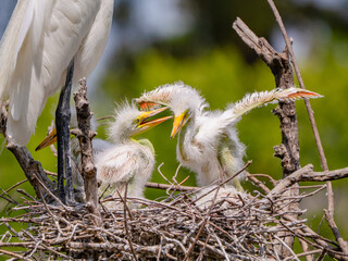 Naklejka premium great white egret fledglings perched in the nest