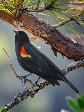 Red winged blackbird perched on on a tree branch