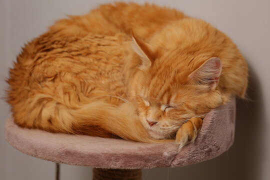 Orange cute Maine Coon cat lies and sleeps curled up on the top of a scratching post at home room. Closeup portrait of series photo a pet from different angles and focus length