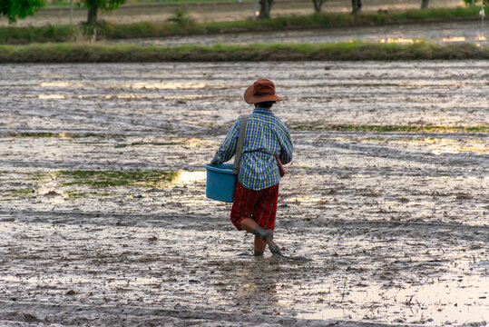 Farmer walking through muddy rice field while sowing rice representing traditional agriculture rural lifestyle farming work