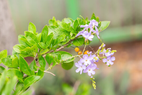 Purple duranta flowers blooming among green leaves soft natural background highlighting tropical garden beauty fresh growth