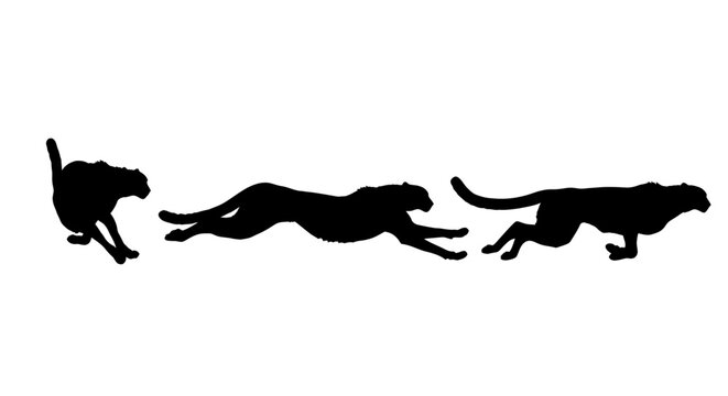 Black silhouette of running cheetahs sequence.