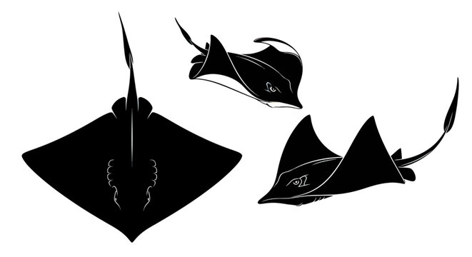 Black silhouettes of three stingrays swimming.