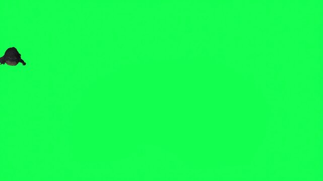 4k alligator Reptile swimming front view. Enter on the left side and exit on the right side, animation isolated on Green Screen, 3D Realistic Crocodile swim rendering on the chroma key